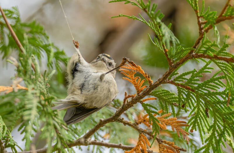 Bird playing over the branch; Photographer: Dennis Liu