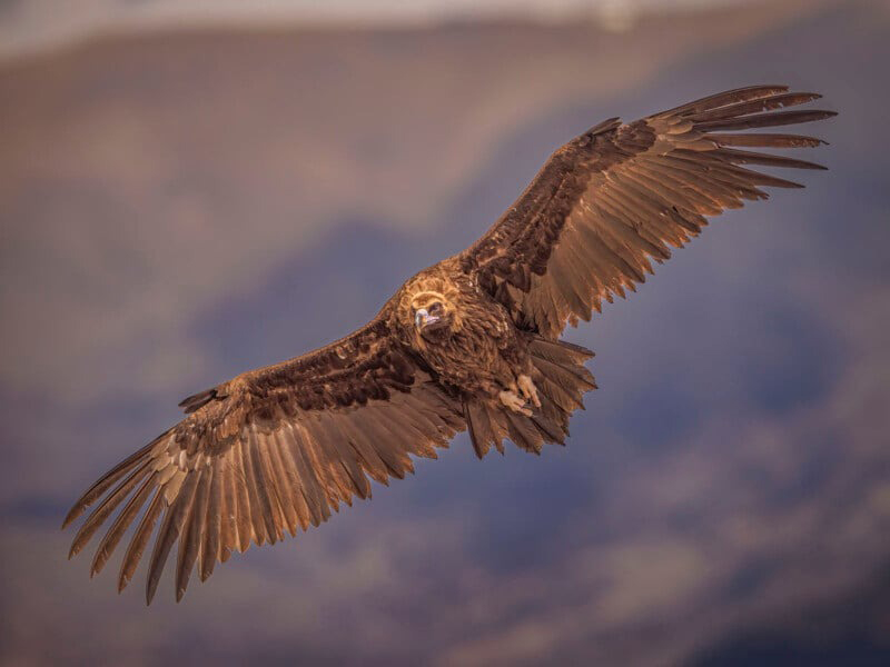 Eagle with open wings; Photographer: ARNE BIVRIN
