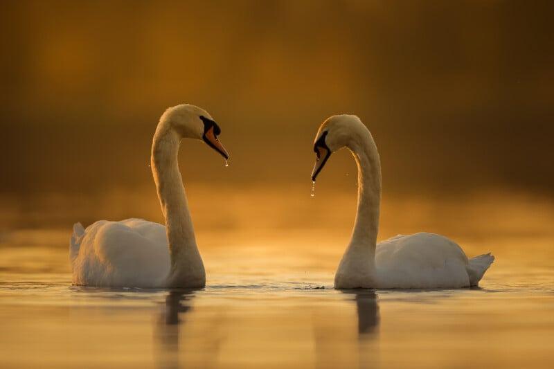 Two swans in the lake; Photographer: edwin de a Godinho