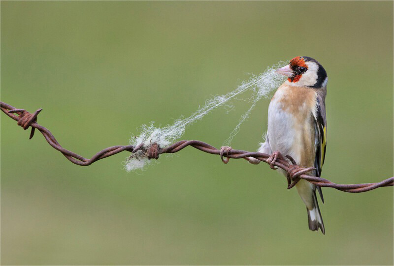 Tearing insects by the bird; Photographer: Gianpiero Ferrari