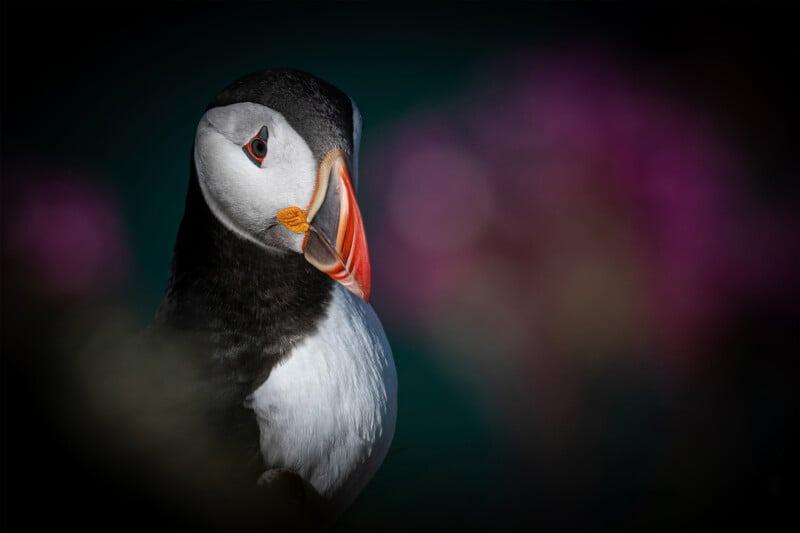 A bird called Puffin (Puffin); Photographer: Beverley Thain 