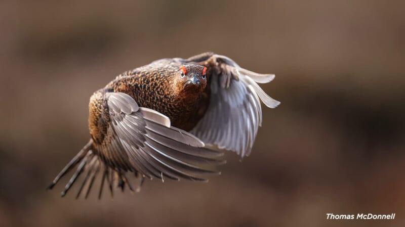 Quail red; Photographer: Thomas Mcdonnell