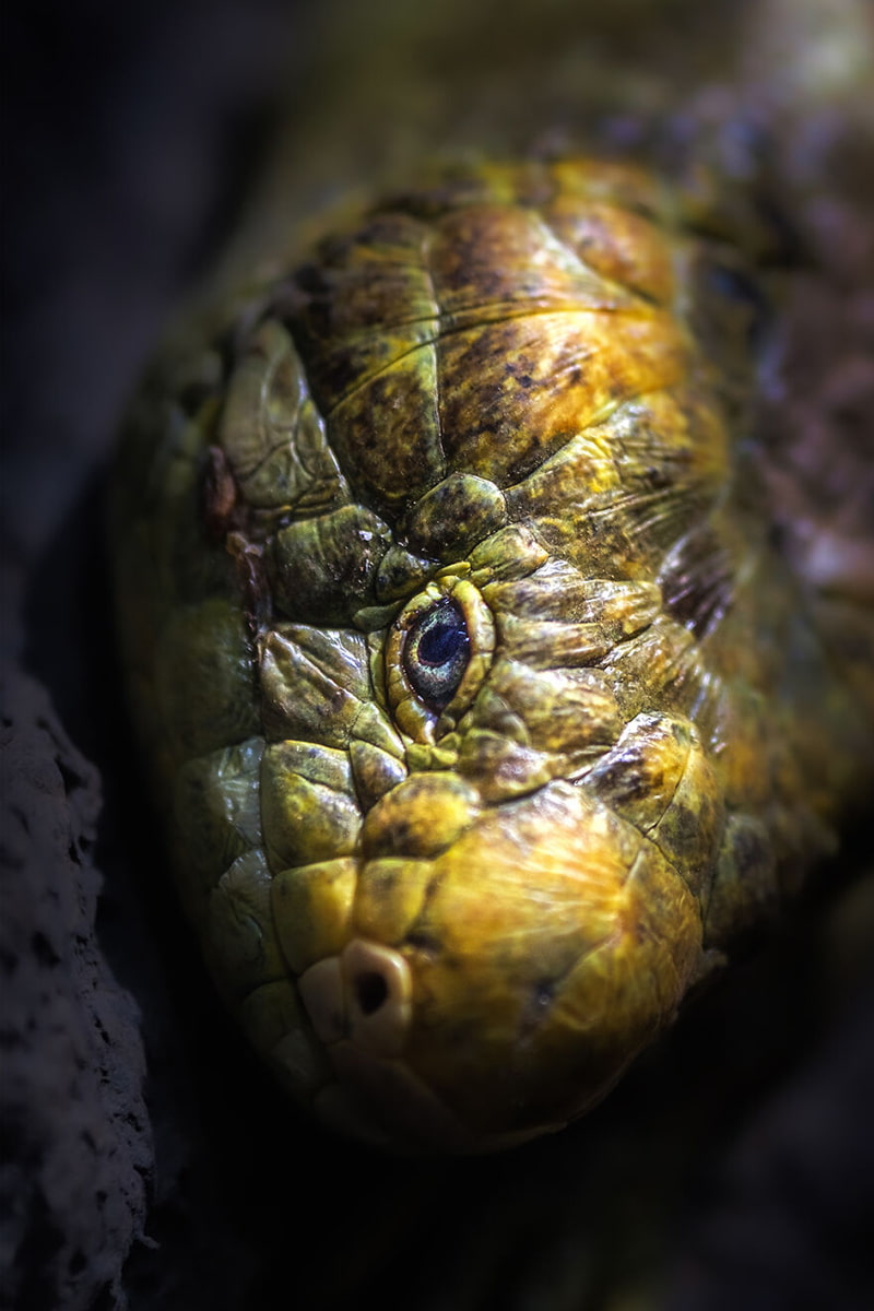 Snake closer photo