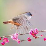 A bird on a branch of plum blossom in China; Photo Source: Theguardian; Photographer's name: Unknown