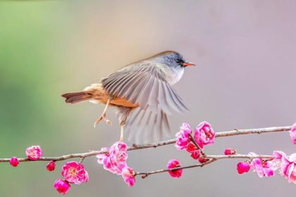 A bird on a branch of plum blossom in China; Photo Source: Theguardian; Photographer's name: Unknown