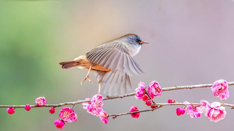 A bird on a branch of plum blossom in China; Photo Source: Theguardian; Photographer's name: Unknown