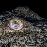 Crocodile Eye Photo, Winning Travel Photography; Photographer: Jenny Stock