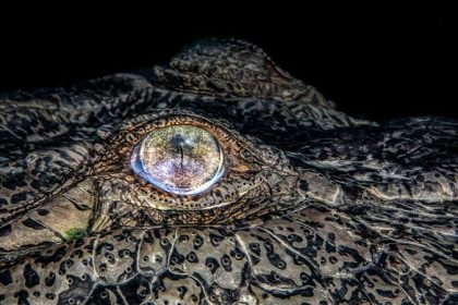 Crocodile Eye Photo, Winning Travel Photography; Photographer: Jenny Stock