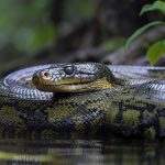 Green Anaconda snake on the Amazon Forest River; Photo Source: vecteezy.com; Photographer: Blockbits