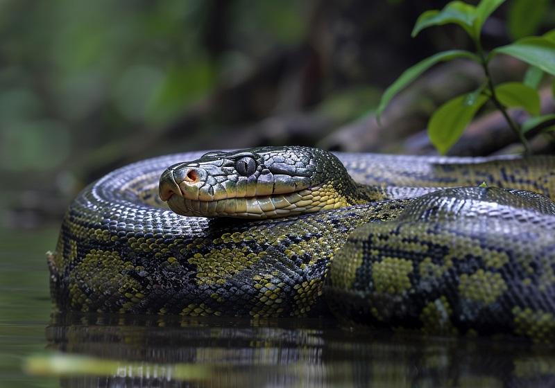 Green Anaconda snake on the Amazon Forest River; Photo Source: vecteezy.com; Photographer: Blockbits