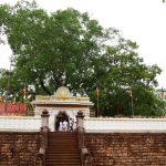 Sri Lanka's sacred tree reporting - the day the Buddha was enlightened