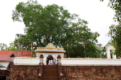 Sri Lanka's sacred tree reporting - the day the Buddha was enlightened