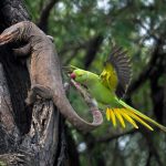 Parrot and lizards; Photographer: Hira Punjabi