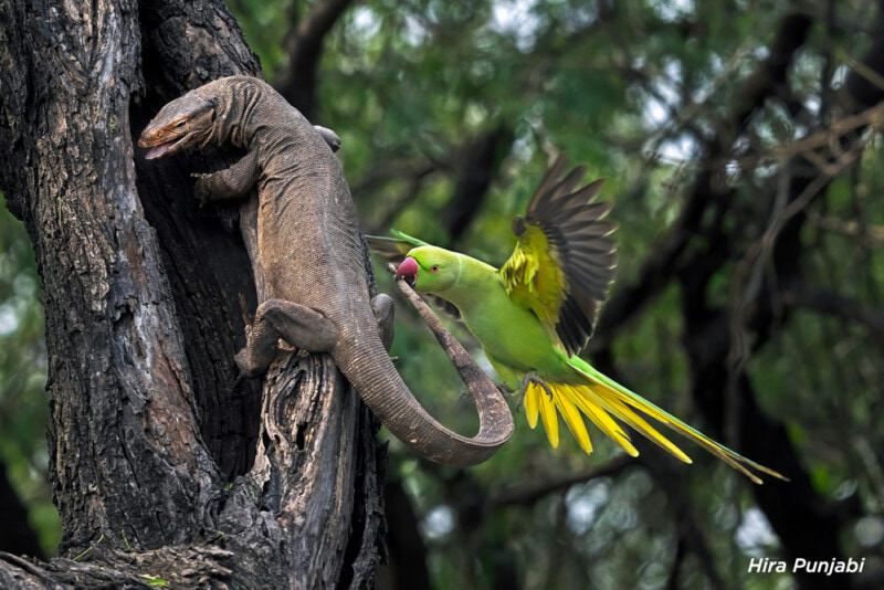 Parrot and lizards; Photographer: Hira Punjabi