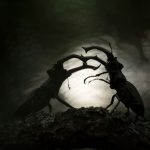 Battle of two beetles; Photographer: svetlana Ivanenko from Russia