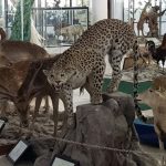 Taxidermy animals at the Museum of Natural History of Shiraz. Photographer: ISSA Ali