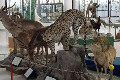 Taxidermy animals at the Museum of Natural History of Shiraz. Photographer: ISSA Ali