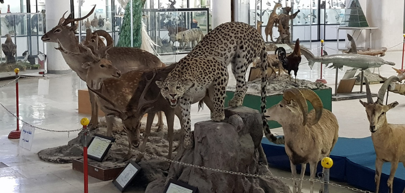 Taxidermy animals at the Museum of Natural History of Shiraz. Photographer: ISSA Ali