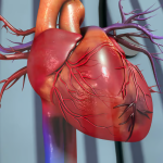 Why are men more vulnerable to heart attacks than women?