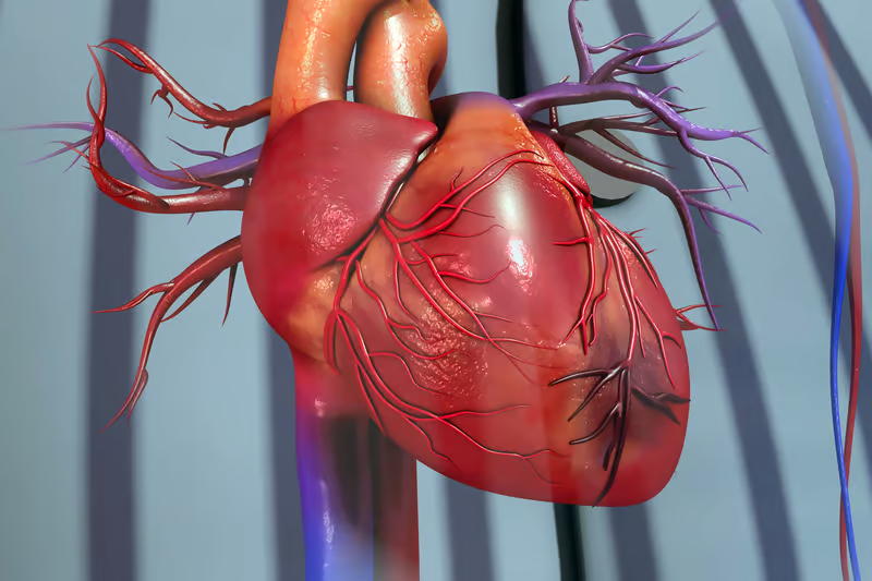 Why are men more vulnerable to heart attacks than women?
