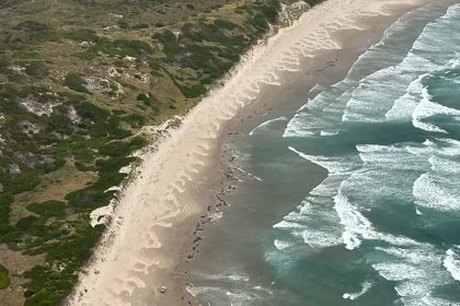 The killer whales in Australia