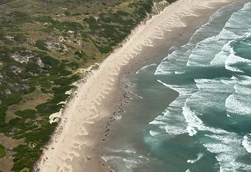 The killer whales in Australia