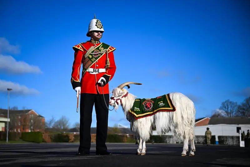 Soldier and Goat Company at the traditional celebration of St. David's Day in Tidor, England; Photo Source: Theguardian; Photographer Name: Finnbarr Webster