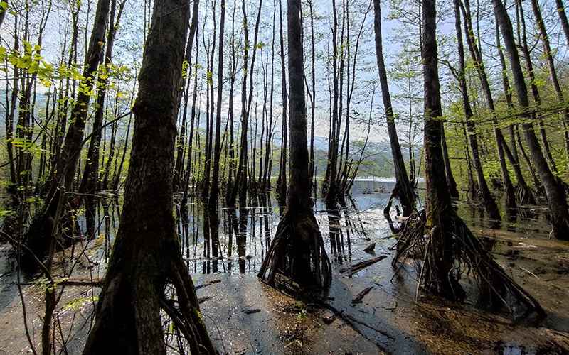 Lake Ghost Trees, Photo Source: Google Map, Photographer: Mohammad Darvish