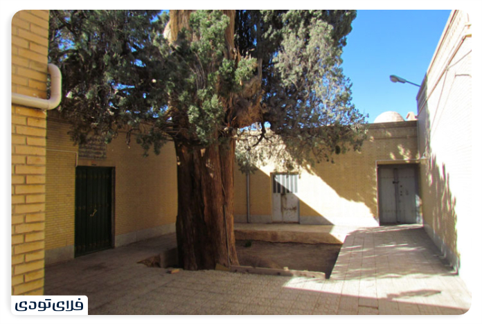 Cedar of Taft's spectacular places