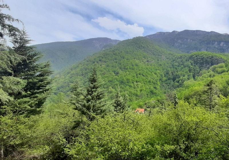 The beautiful nature of the forests of two thousand and three thousand; Photo Source: Googlemap; Photographer: Davood Nazari
