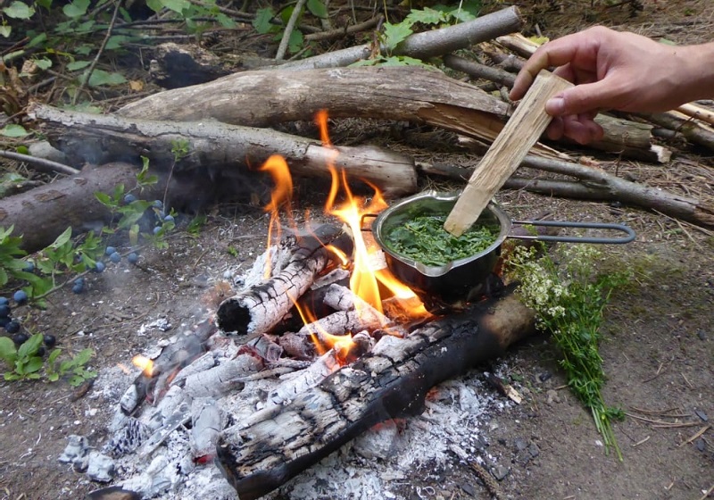 Demonous Fire with wild plants; Photo Source: Focusingonwildlife.com; Photographer: Unknown