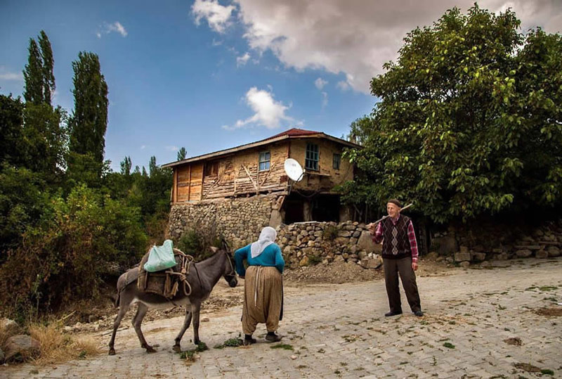 A woman passing by donkeys from a village in Türkiye
