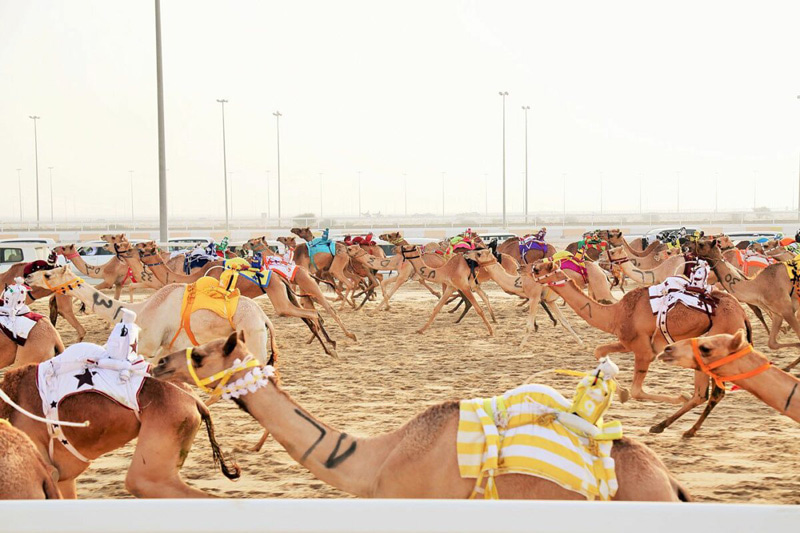 Qatar's traditional camel event