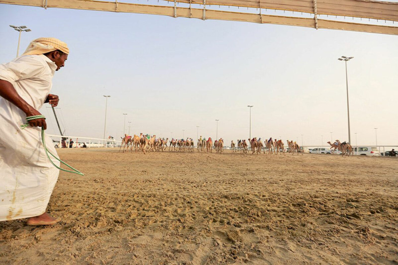 The sandy ground of the camel race