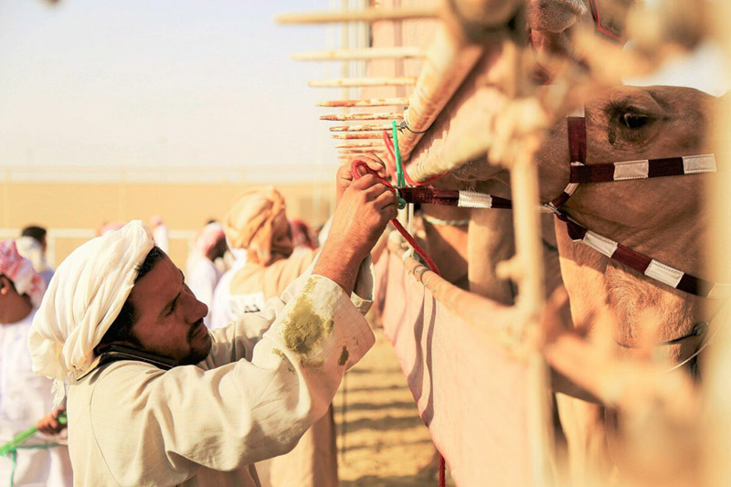 Handling the Qatari race camels