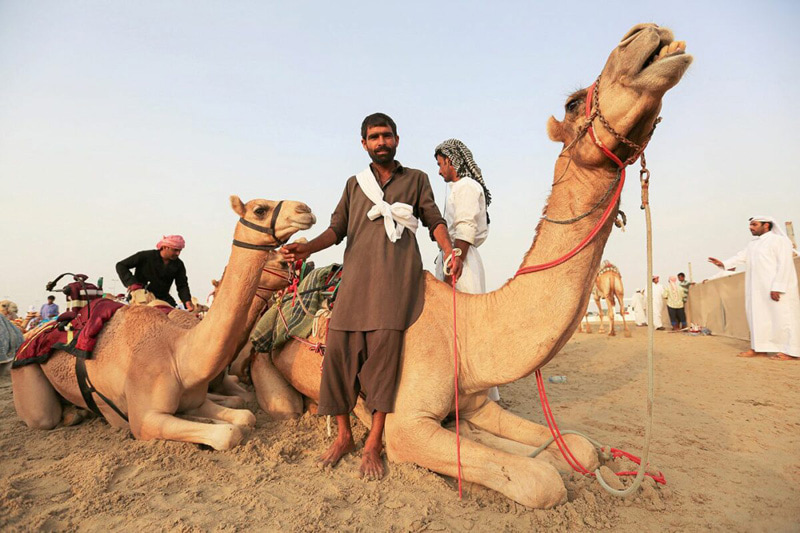 Qatari man next to the camels on the race track
