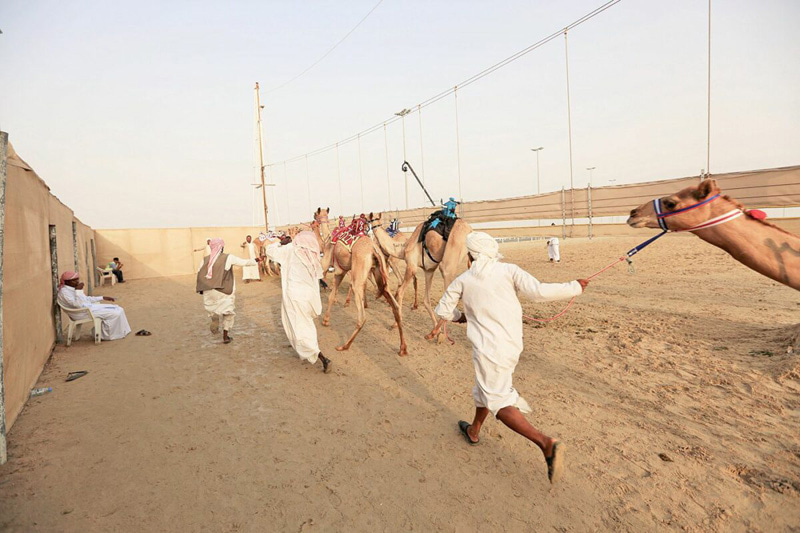Men beside their camels in the Qatar race
