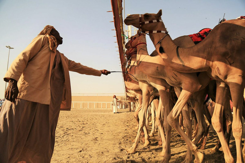 A man next to the camels of the race