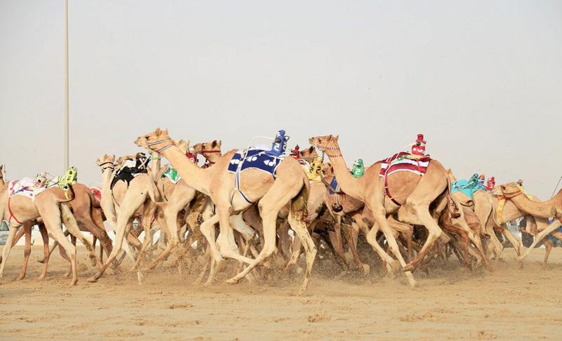 Traditional camel race in Qatar