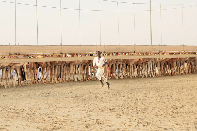 Qatar Camel Racing Race