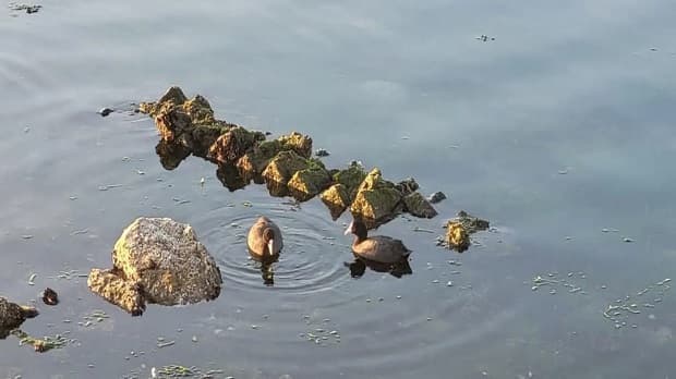 Roman villa discovery in Lake Fusaro