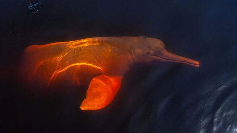 Amazon's dolphin diet