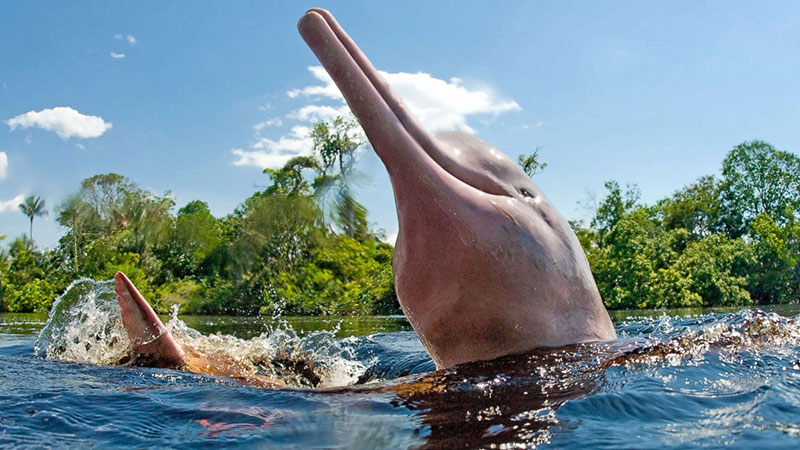 Amazon Pink Dolphin Anatomy