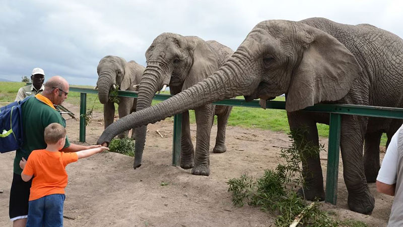 Kanisna Elephant Park (KNYSNA Elephant Park)