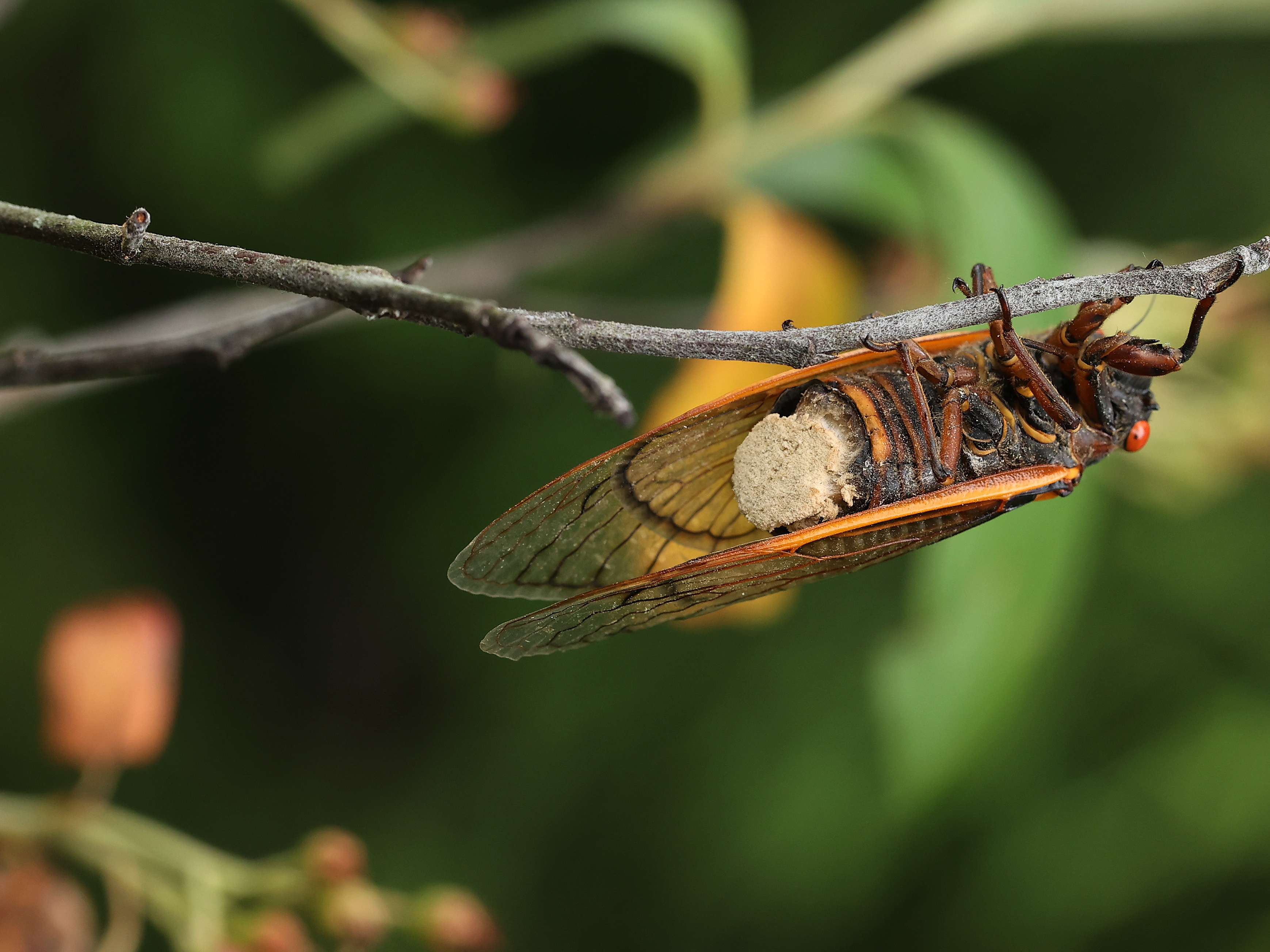 Get acquainted with real -world zombies!