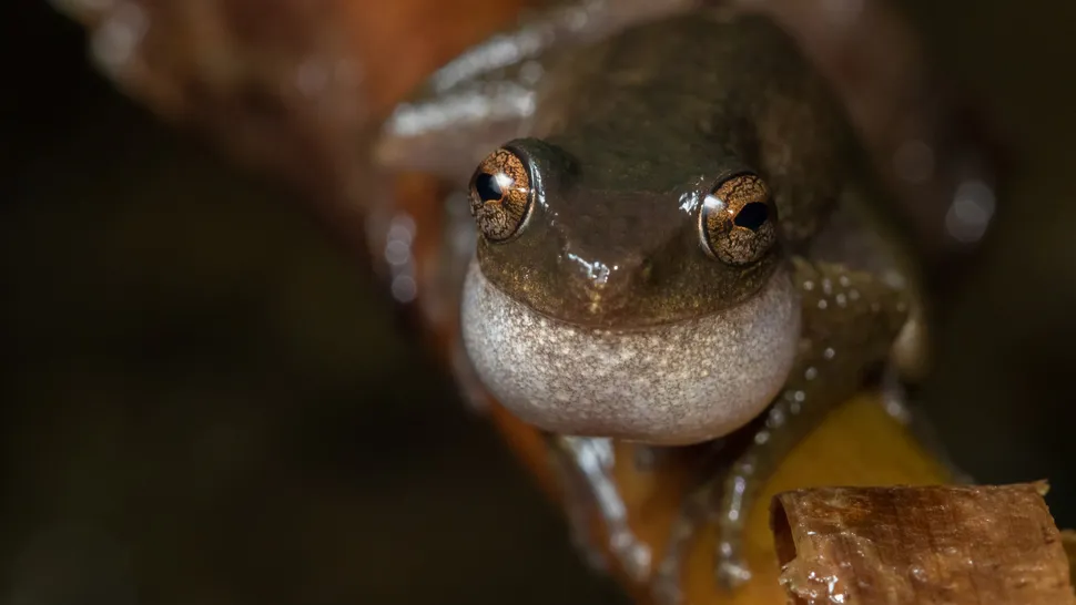 Get acquainted with real -world zombies!