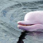 Amazon Pink Dolphin: Surprise the river in