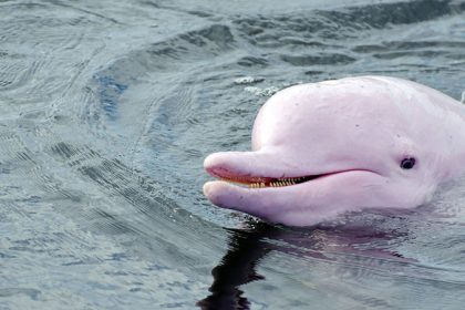 Amazon Pink Dolphin: Surprise the river in