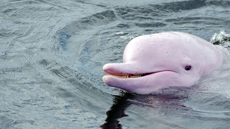 Amazon Pink Dolphin: Surprise the river in