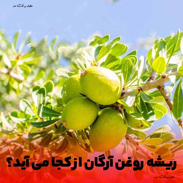 Argan fruit tree